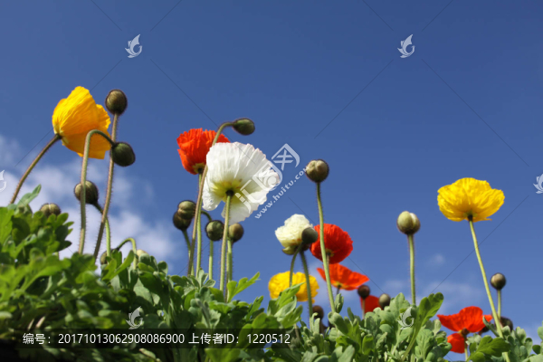 罌粟花