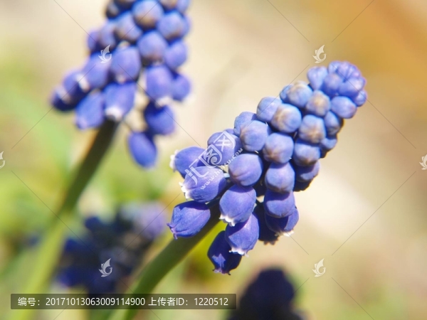 葡萄04