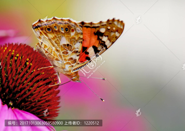 蝴蝶