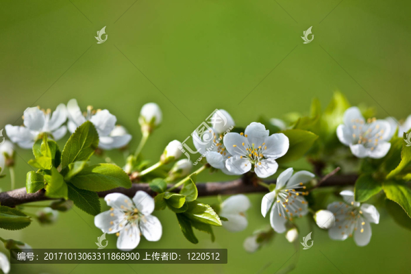 蘋果花