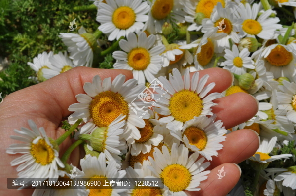 花卉