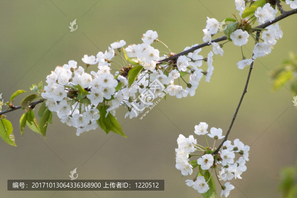 櫻花