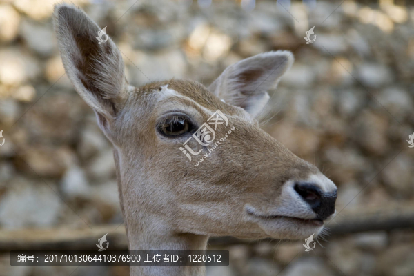 動物