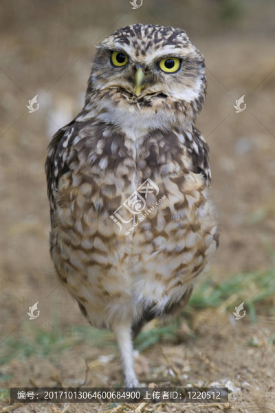 鳥
