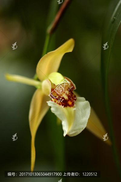 異國情調(diào)