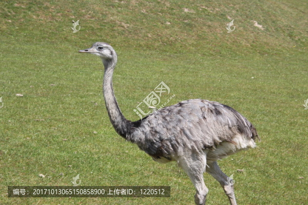 鳥
