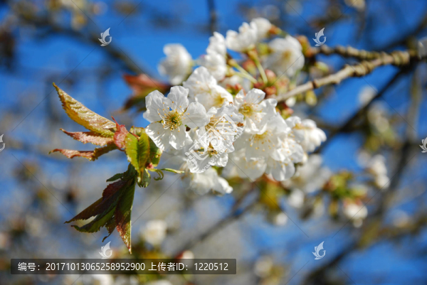 櫻花