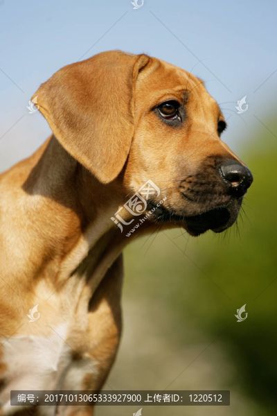 羅得西亞脊背犬