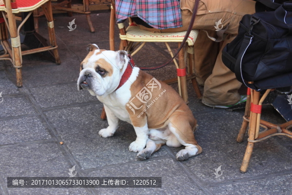 暴徒的狗