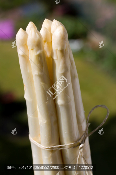 白蘆筍