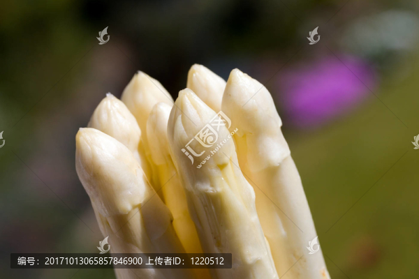 白蘆筍