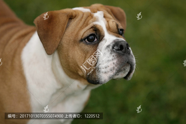 大陸斗牛犬