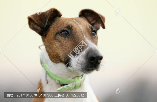 獵狐犬