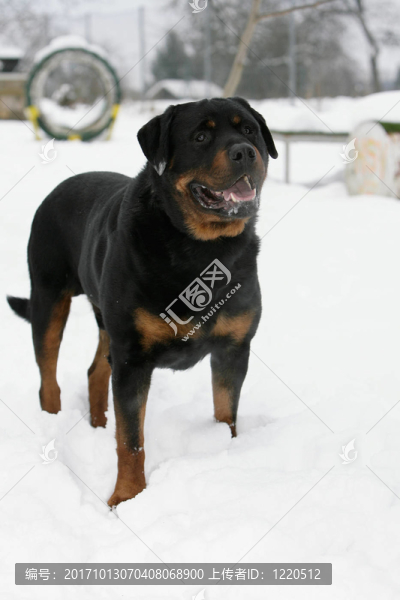 在雪的羅特韋爾犬