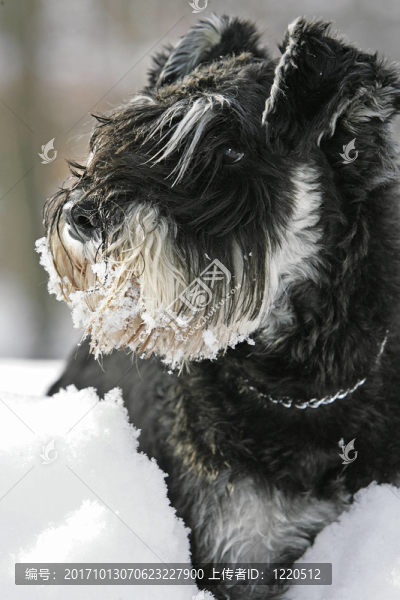 雪髯髯