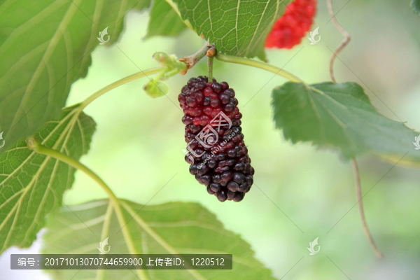 食品