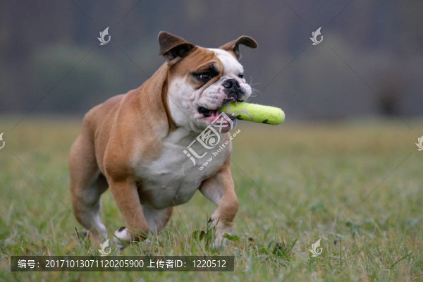 游戲