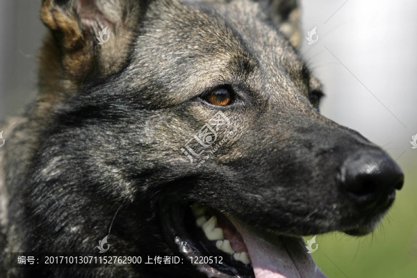 gray,shepherd