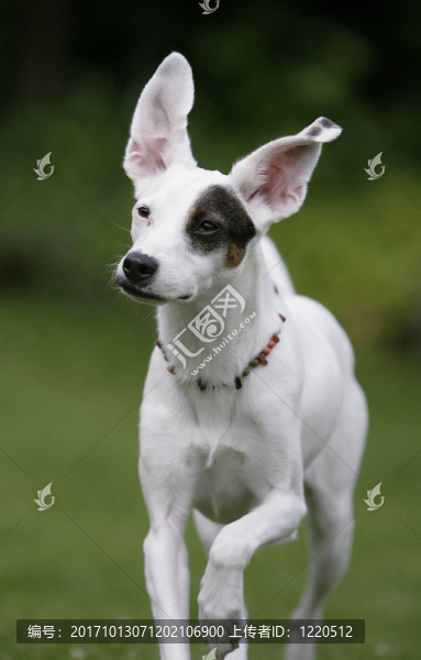 rennender,galgo西班牙語(yǔ)