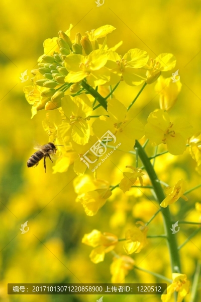蜜蜂115275強(qiáng)奸