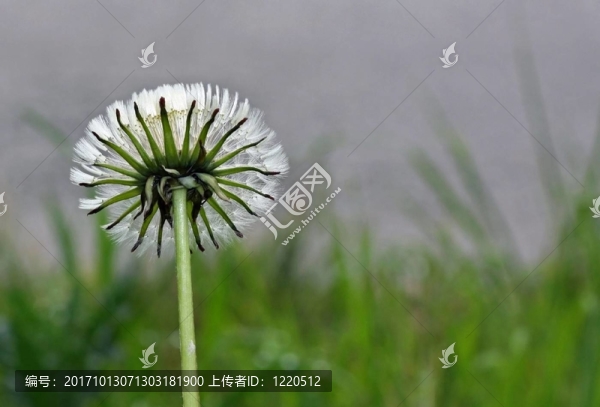 蒲公英