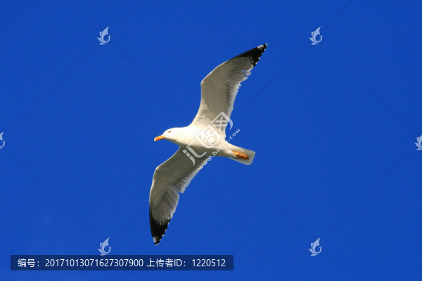 飛越