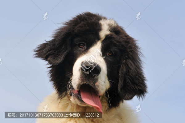 小狗