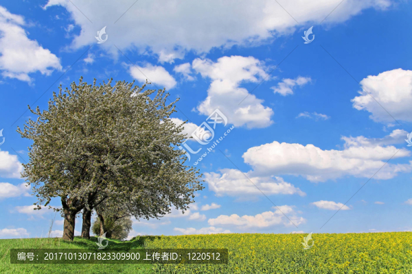 櫻桃和rapsblüTE