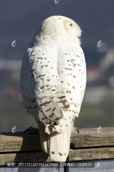 schneeeule4