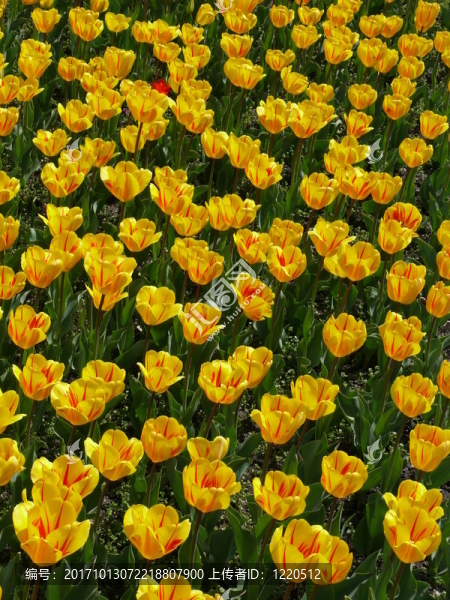 tulpenfeld