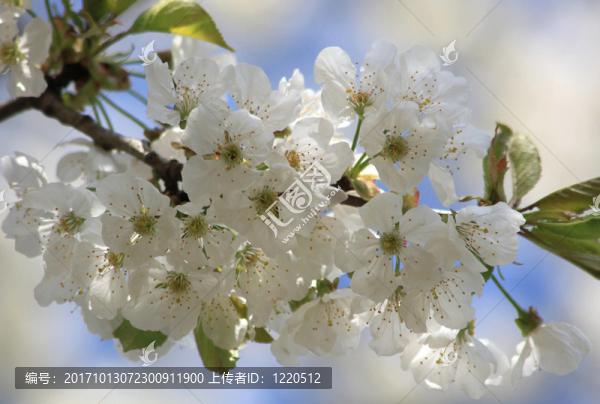 櫻花