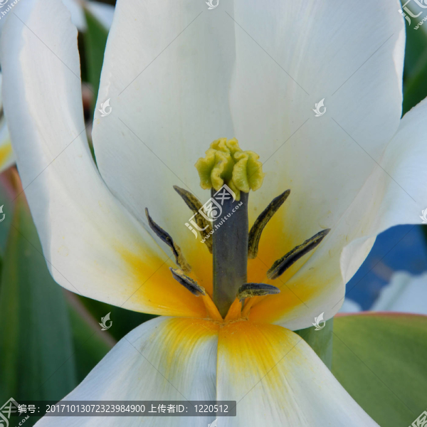 tulpenblüTE