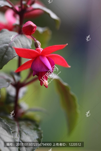 芭蕾舞演員的紫紅色