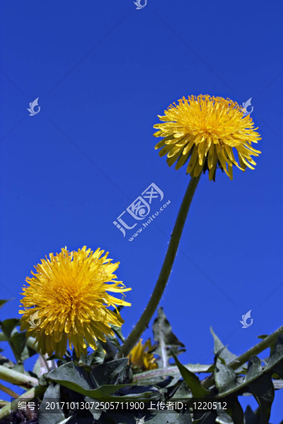 蒲公英花的微距