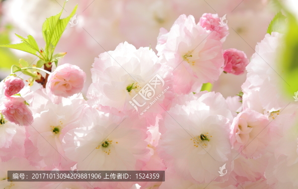 櫻花