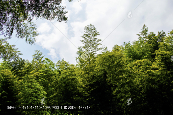竹林