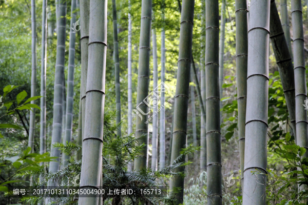 竹林