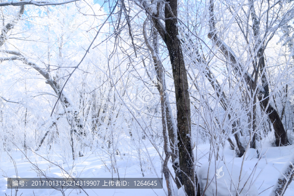 雪,雪鄉(xiāng),樹林,鄉(xiāng)村,冬天