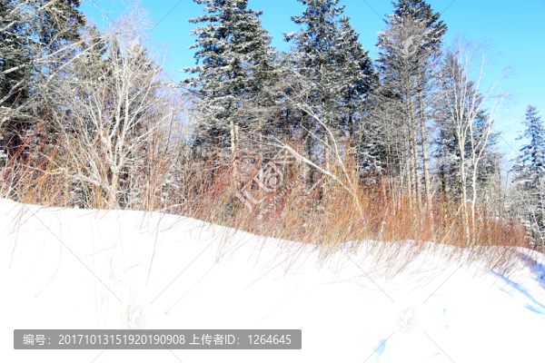 雪,樹,雪鄉(xiāng),樹林,鄉(xiāng)村