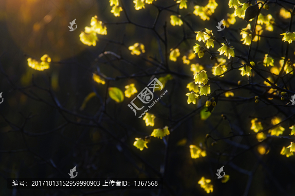 臘梅