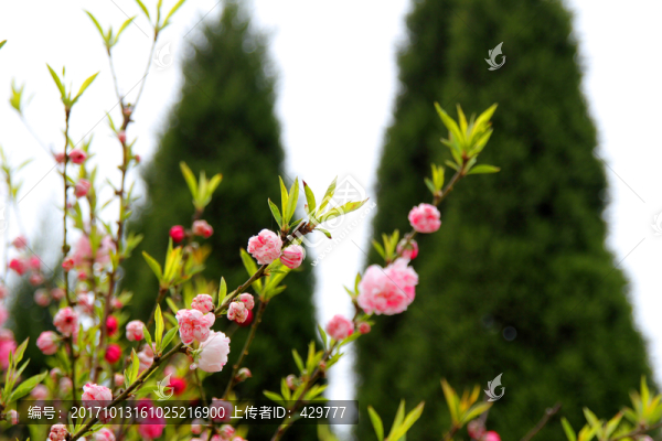 桃花松柏