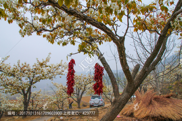 梨樹行,梨花灣