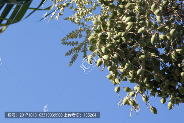 菲律賓,薄荷島,東南亞,海島