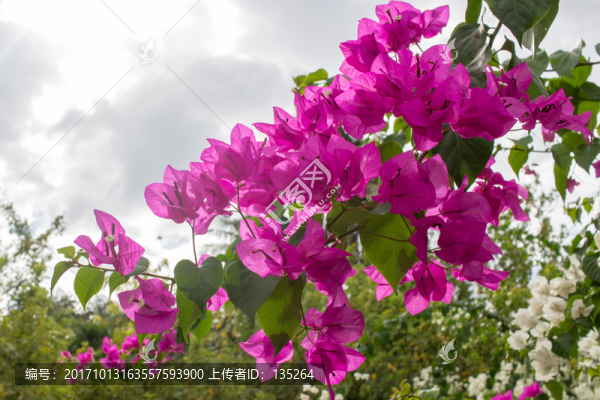 菲律賓,薄荷島,東南亞,海島