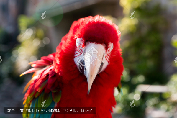 香港,海洋公園,繁華,維港,維