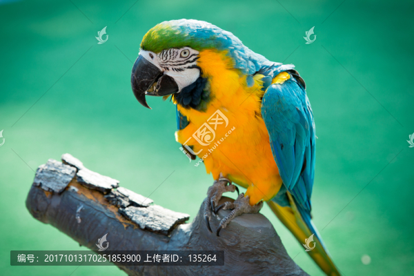 香港,海洋公園,繁華,維港,維