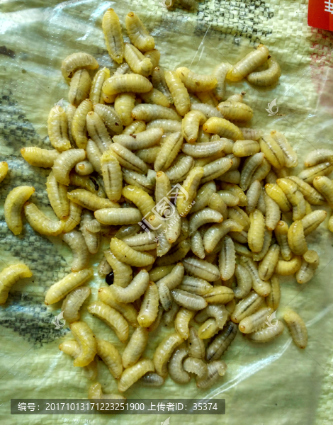 蜂蛹