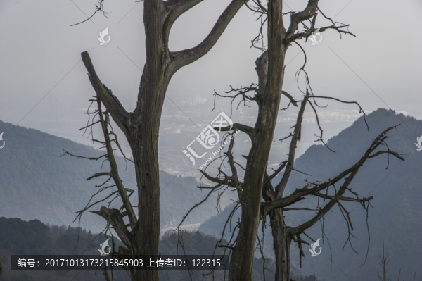 丹景山,古木