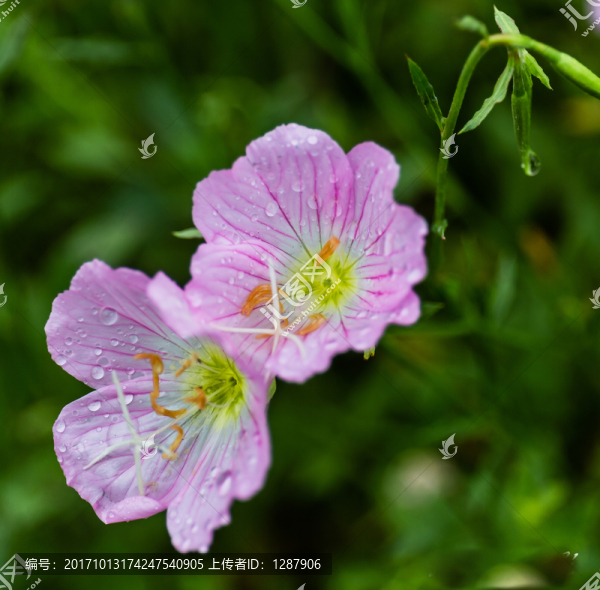 雨中花朵