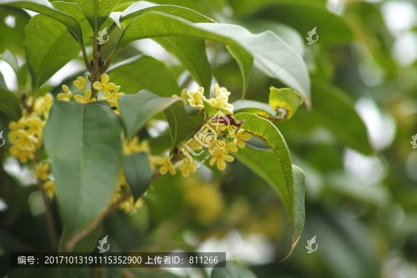 桂花